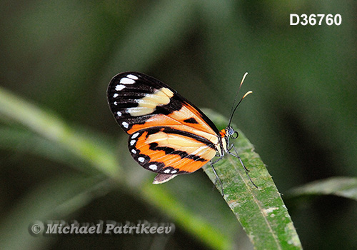 Isabella Longwing (Eueides isabella dianasa)